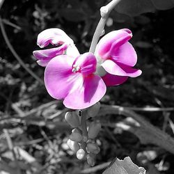 Close-up of pink flowers blooming outdoors