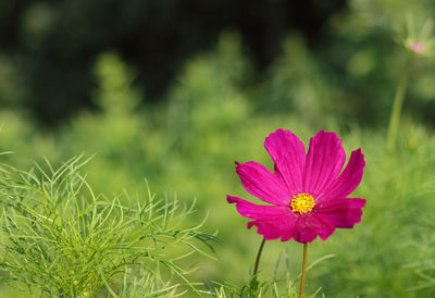 Close-up of pink flower