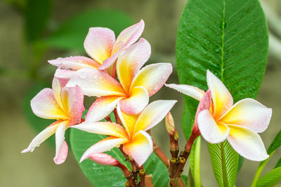 Close-up of frangipani on plant