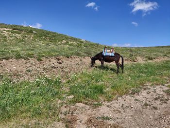 Horse in a field