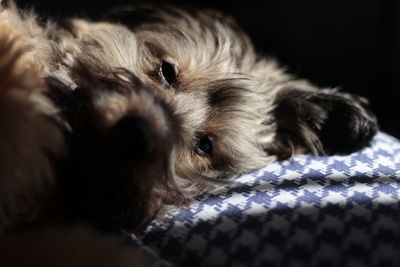 Close-up portrait of dog lying on bed at home