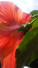 Close-up of pink flower