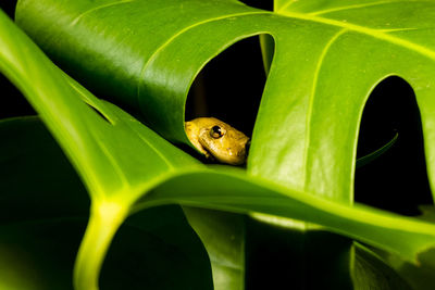 Close-up of frog on leaf