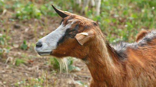 Side view of a horse on field