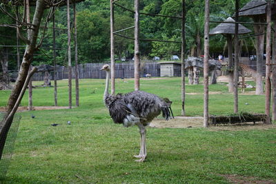 View of a bird on field