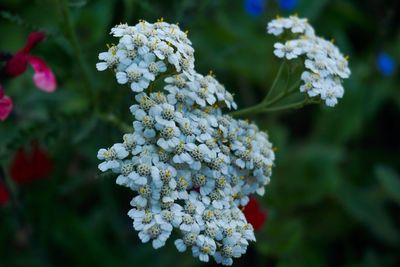 Close-up of white flowering plant in park