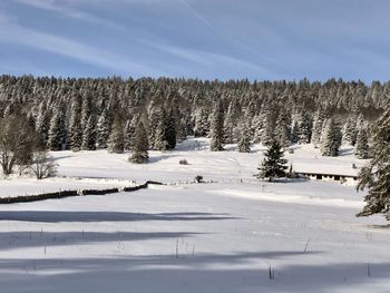 Trees on snow covered field against sky