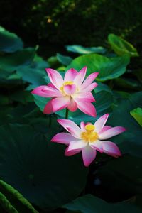 Close-up of pink water lily in lake