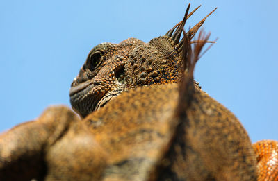 Close-up of a reptile against clear sky