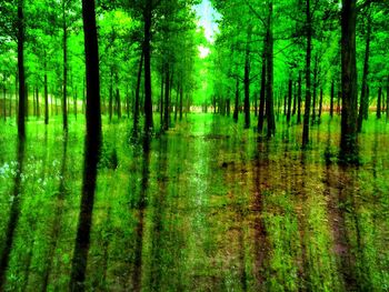 Trees in forest