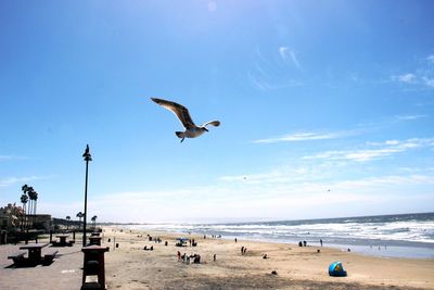 Seagull flying over beach