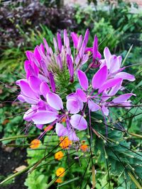 Close-up of purple flowers blooming outdoors