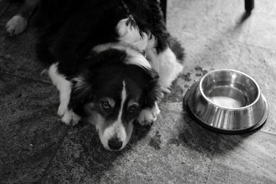 High angle portrait of dog by indoors