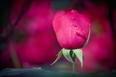 Close-up of pink rose