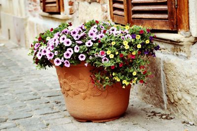 Close-up of potted plant