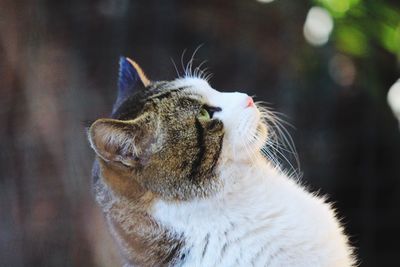 Profile view of cat