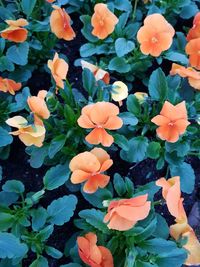 High angle view of flowering plants
