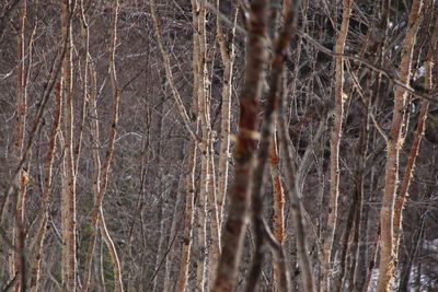 Close-up of bare tree in forest