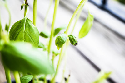 Close-up of green leaves on potted plant