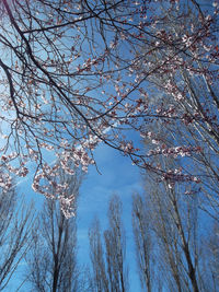 Low angle view of cherry tree against blue sky