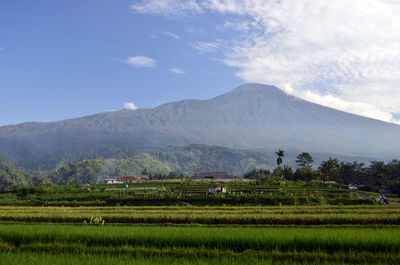 Scenic view of agricultural field against sky