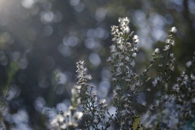 Close-up of flower tree