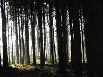 Trees in forest against sky