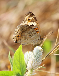 Close-up of butterfly pollinating on flower