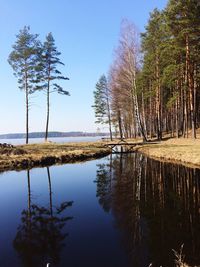 Reflection of trees on lake at moletai