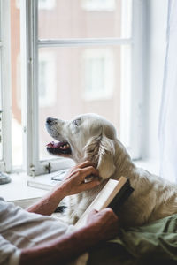 Dog relaxing on bed at home