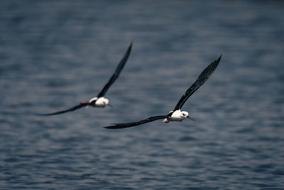 Bird flying against sky