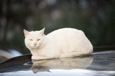 Portrait of cat sitting on car hood