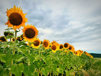 sunflower