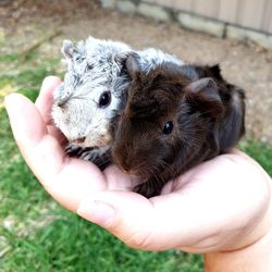 Close-up of hand holding baby outdoors