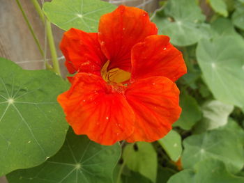 Close-up of flower