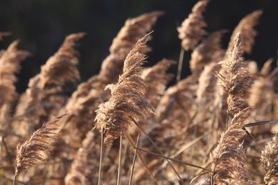 Close-up of dry plants on field