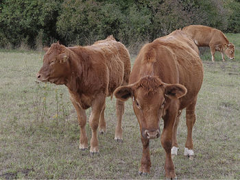 Cow standing in field