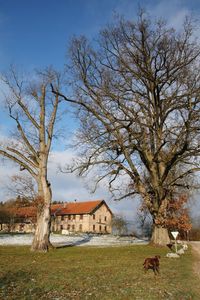 View of bare tree on field against buildings