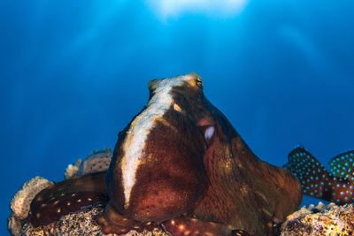 Close-up of fish swimming in sea