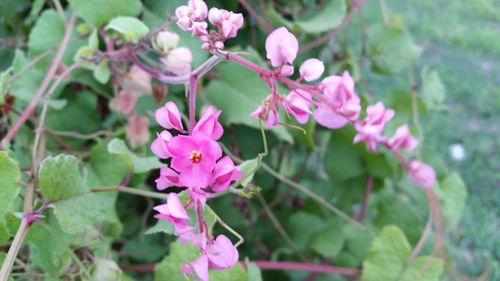 Close-up of pink flowers