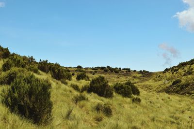 High altitude moorland of mount kenya, chogoria route, mount kenya, kenya