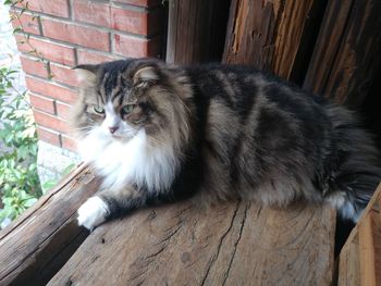 Cat sitting on wooden floor