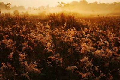 Plants growing on field against sky