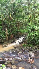 Scenic view of waterfall in forest