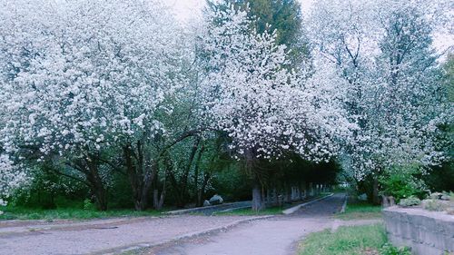 View of blooming tree by road