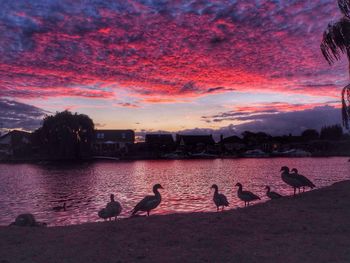 Silhouette birds perching on lake against sky during sunset