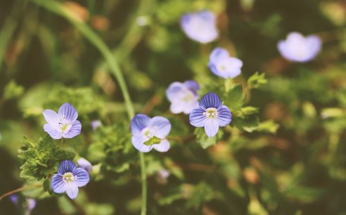 Close-up of purple flowers