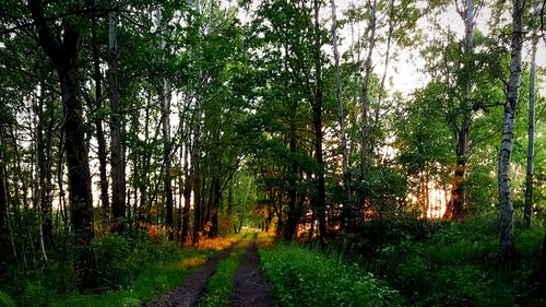 Scenic view of trees in forest