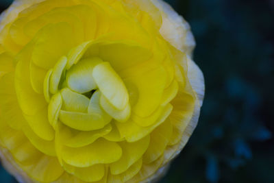 Close-up of yellow flowering plant