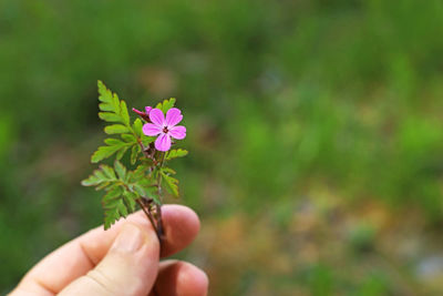 Close-up of hand holding small flower